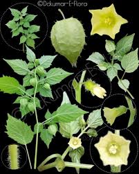 Image result for Jamesbrittenia micrantha