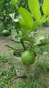 1kg Grafted Guava For Pot Bonsai Plants Nursery