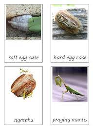 Three Part Cards Praying Mantis Lifecycle Free Download Montessorisoul Praying Mantis Praying Mantis Life Cycle Life Cycles
