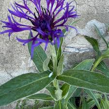 Image result for Centaurea praecox