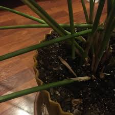 Image result for Cyperus margaritaceus