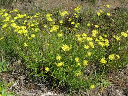 Image result for Senecio madagascariensis