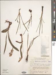 Image result for Chlorophytum subpetiolatum