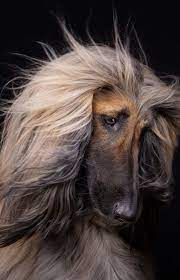 The afghan hound is a basal breed, predating the modern breeds that emerged throughout the 1800s. Afghan Hound Afghan Hound Dog Anatomy Beautiful Dogs
