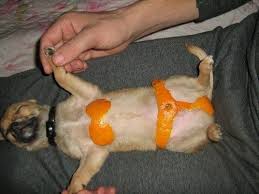 Orange Peel Bikini Dog Funny Animal Pictures Funny Dog Pictures Funny Animals