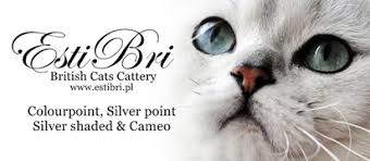 We specialise in breeding british shorthair & british longhair cats, we breed the delightful shimmer of shaded, chinchilla tipping & ticked kittens in a beautiful range of specialised colours. Estibri Pl Top Cat Breeders