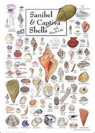 shell identification chart bing images sea shells