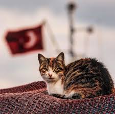 Turkiye Adli Kullanicinin Duvar Panosundaki Pin 2020 Kedi Hayvanlar Sanatcilar