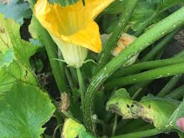 How to self pollinate zucchini. Hand Pollinating Male And Female Zucchini Flowers Homesteading Where You Are