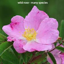 Image result for Rosa sp.