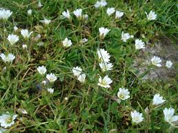 Image result for Krauseola