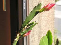 Does your cactus have small/short or so, underwatering can also become an issue in summer. How To Propagate And Care For Epiphyllum Homestead Gardener