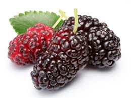 इस names of fruits in english with hindi meaning की सहायता से आपकी अंग्रेजी बोलने में सुधार होगा. Fruits Name With Pictures In English