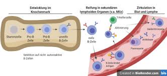 Antikorper Abwehrmechanismen Der B Zellen Open Science