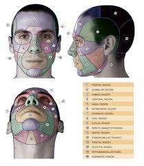 Regions Of The Head Anatomy For Sculptors Facebook
