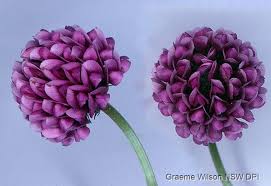 Image result for Trifolium semipilosum