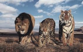 The Largest Wild Cats Top 10 Dinoanimals Com