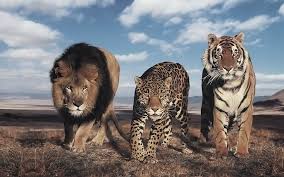 the largest wild cats top 10 dinoanimals com