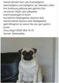 Kayip Kopek A Twitter Kayipkopek Yardimci Olur Musunuz Kayipkopek