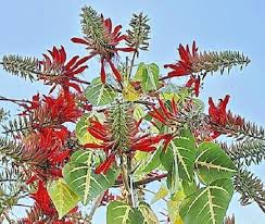 Image result for Polycarpaea eriantha