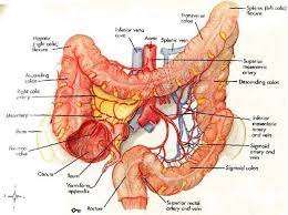 Colon transversum plastination of digestive system incredibly shows colic bands, haustra of colon and epiploic appendices clearly, amazing and awesome. Colon Transversum Polyp Codevelopers Dream Life Site