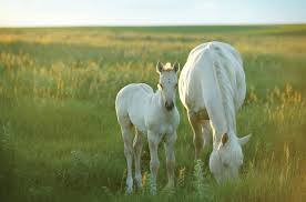 (grey will be discussed later.) How To Tell What Color Your Foal Will Be Aqha