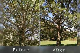 Pro arborist ben mcinerney explains 5 ways you can save a tonne of money. Tree Trimming Cost Guide 2021 Compare Prices Save 43