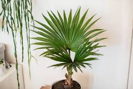 Fertilize your indoor palm tree. How To Grow The Chinese Fan Palm Fountain Palm Chinese Fan Palm Fountain Palm Indoor Palm