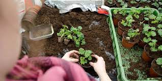 Jul 01, 2021 · greenwood, s.c. 20 Careers To Consider If You Are Fascinated By Plants Michael Perry Mr Plant Geek