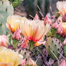 Minnesota duo the cactus blossoms have released got a lotta love from their upcoming album easy way. Crafter S Choice Cactus Blossom Fragrance Oil 1196 Wholesale Supplies Plus