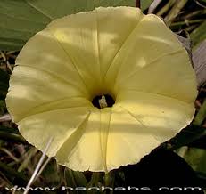 Image result for Ipomoea obscura