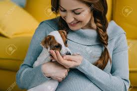 Attractive Pregnant Woman Holding Jack Russell Terrier In Living Stock Photo Picture And Royalty Free Image Image 111130525