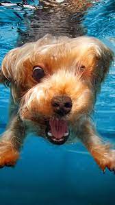 Animals Wallpapers Iphone Animals Wallpaper Iphone Funny Dog Dog Wallpaper Dog Wallpaper Iphone Funny Dogs