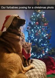Funny Snapchats Dog Photo 190 Pics Funnyfoto Christmas Cats Christmas Animals Dog Christmas Photos