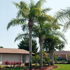 Image result for Syagrus romanzoffiana