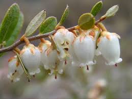 Image result for Chamaeclitandra