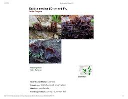 Image result for Exidia sp.