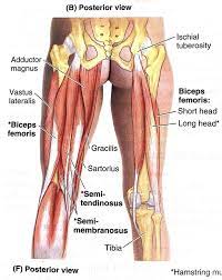 Anterior, lateral and posterior compartment. How Many Insertions Does The Hamstring Muscle Have Quora