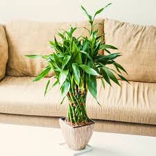 Image result for Dracaena sanderiana