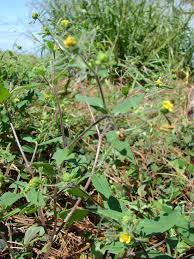 Image result for Sigesbeckia orientalis