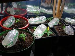 Application pour arroser ses plantes. Comment S Occuper De Ses Plantes Durant Les Vacances Blog Tohapi