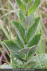 Image result for Fuirena stricta