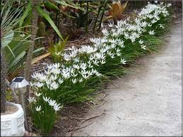 Object Not Found Rain Lily Plants Garden Landscaping