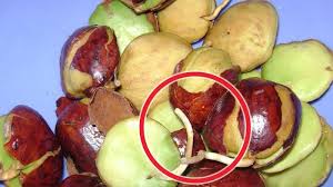 Check spelling or type a new query. 3 Cara Menghilangkan Bau Menyengat Pada Jengkol Pakai Air Beras Hingga Daun Jeruk Halaman 3 Tribun Pekanbaru