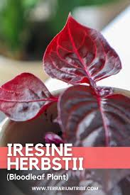 Image result for Iresine