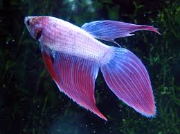 No abnormal behavioral symptoms accompany fin rot or tail rot. Types Of Betta Fish The Betta Fish Zone