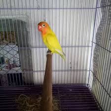 We did not find results for: Perbedaan Lovebird Pastel Kuning Kotor Dan Pastel Kuning Bersih Peternakan Dan Perkebunan
