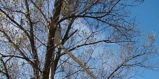 Top Tree Service Tree Removal Brantford Lester Contracting