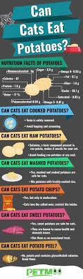 Can Cats Eat Potatoes Can Cats Eat Mashed Potatoes Petmoo