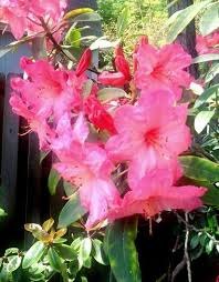 Rhododendron Springfield A Late Bloomer Nice Peachy Pink Color Photo By Jan R Fuller